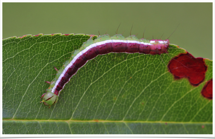 Cerma cerintha
Tufted Bird-dropping Moth (Cherry Agate)
Perry County, Alabama